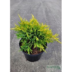 Juniperus pfitzeriana x 'Gold Star'