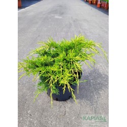 Juniperus pfitzeriana x 'Old Gold'