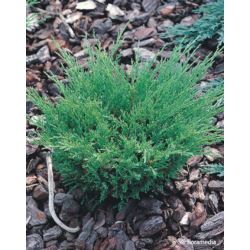 Juniperus horizontalis 'Andorra Compact'