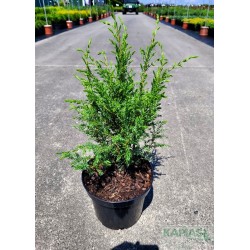 Juniperus communis 'Hibernica'