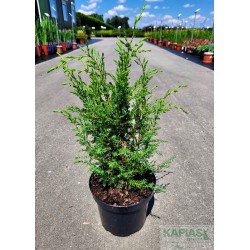 Juniperus communis 'Suecica'