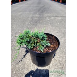 Juniperus horizontalis 'Wiltonii'