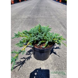 Juniperus squamata 'Blue Carpet'