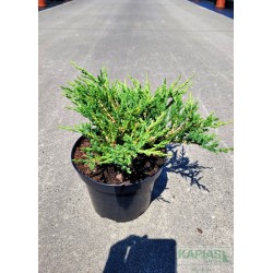 Juniperus horizontalis 'Prince of Wales'