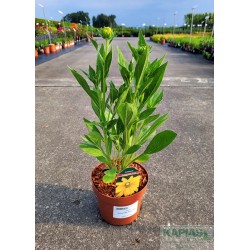 Rudbeckia 'Sunbeckia® Olivia' PBR