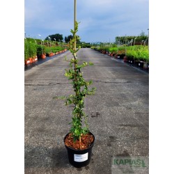 Pyracantha SAPHYR JAUNE 'Cadaune'