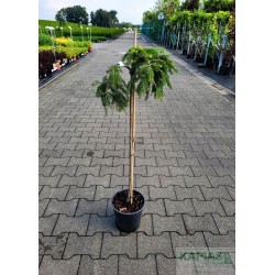 Picea abies 'Formanek'
