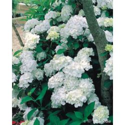 Hydrangea macrophylla 'Mme E. Chanley'