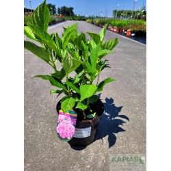 Hydrangea macrophylla EXPRESSION 'Youmesix' PBR