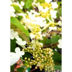 Viburnum plicatum 'JWW-1' PBR KILIMANDJARO®