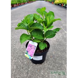 Hydrangea macrophylla 'Rosita'