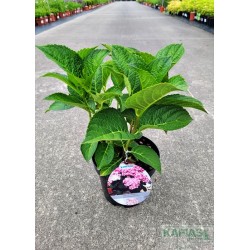 Hydrangea macrophylla LOVE 'Youme H1917' PBR