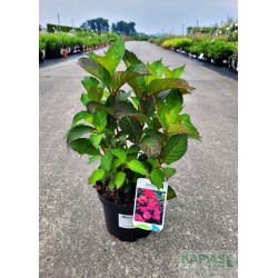 Hydrangea serrata 'Preziosa'
