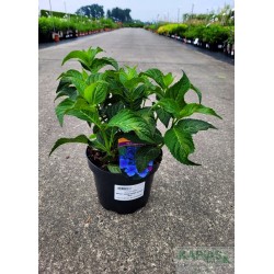 Hydrangea serrata MAGIC SEDUCTION® 'Annie's Blue'