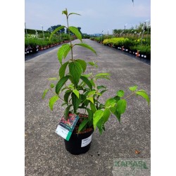 Viburnum plicatum KILIMANDJARO 'JWW1'
