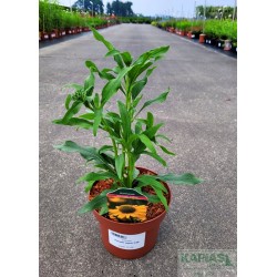 Echinacea 'Kismet® Yellow' PBR