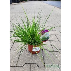 Pennisetum alopecuroides 'Little Bunny'
