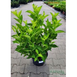 Weigela 'Candida'