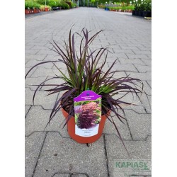 Pennisetum advena 'Rubrum'