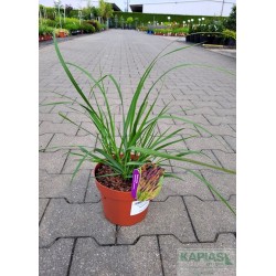 Pennisetum alopecuroides 'Black Beauty'