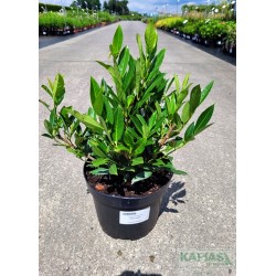 Prunus laurocerasus 'Otto Luyken'