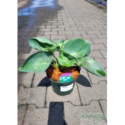 Hosta 'Abiqua Drinking Gourd'