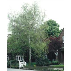Betula pendula