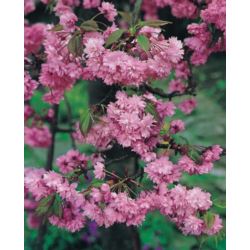 Prunus 'Kiku-shidare-zakura'