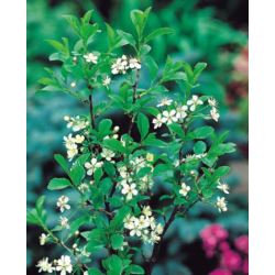 Prunus eminens x 'Umbraculifera'