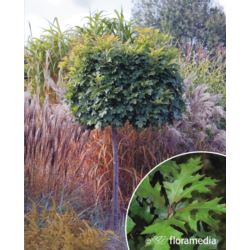 Quercus palustris 'Green Dwarf'