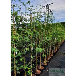 Sorbus aucuparia