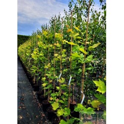 Platanus hispanica x