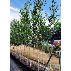 Betula utilis 'Doorenbos'