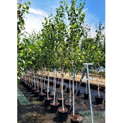 Betula utilis 'Doorenbos'