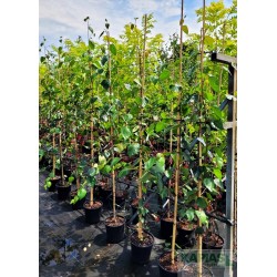 Betula utilis 'Doorenbos'