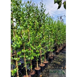 Betula pendula