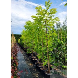 Robinia pseudoacacia 'Frisia'