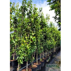Prunus serrulata 'Amanogawa'