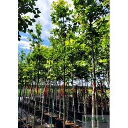Quercus robur