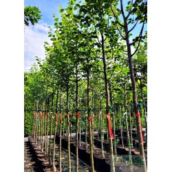 Tilia cordata 'Greenspire'