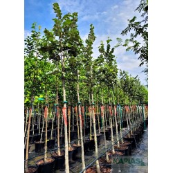 Tilia tomentosa 'Brabant'