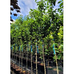 Pyrus calleryana 'Chanticleer'