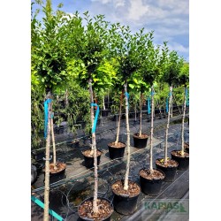 Prunus eminens x 'Umbraculifera'
