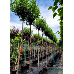 Prunus eminens x 'Umbraculifera'