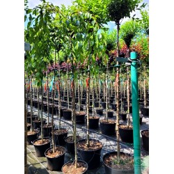 Prunus 'Kiku-shidare-zakura'