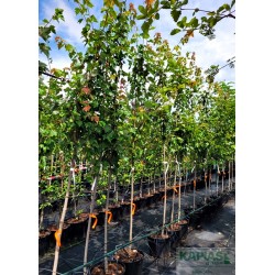 Acer rubrum 'Red Sunset'