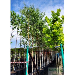 Betula pendula