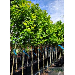 Platanus hispanica x