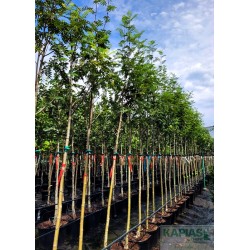 Sorbus aucuparia