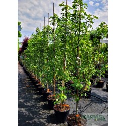 Liquidambar styraciflua 'Worplesdon'
